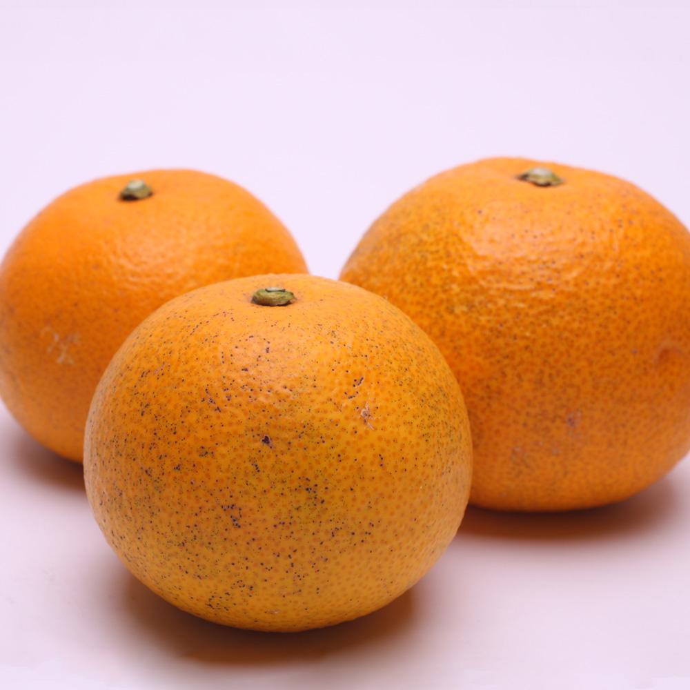 家庭用 樹上完熟はっさく10kg+250g（傷み補償分）［有田の春みかん・五月八朔・木生りはっさく］［光センサー選別］［訳あり・わけあり］［IKE36］