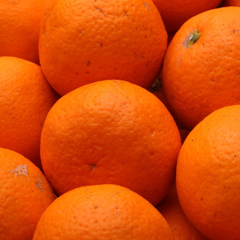 家庭用 清見オレンジ10kg+250g（傷み補償分）［光センサー食頃出荷］［樹上完熟きよみオレンジ・清見タンゴール・清美］［わけあり・訳あり］［IKE64］