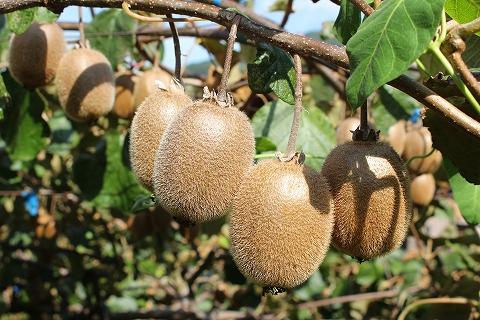 和歌山の太陽のめぐみたっぷり　キウイフルーツ(約３.５kg)★11月下旬～12月上旬発送★