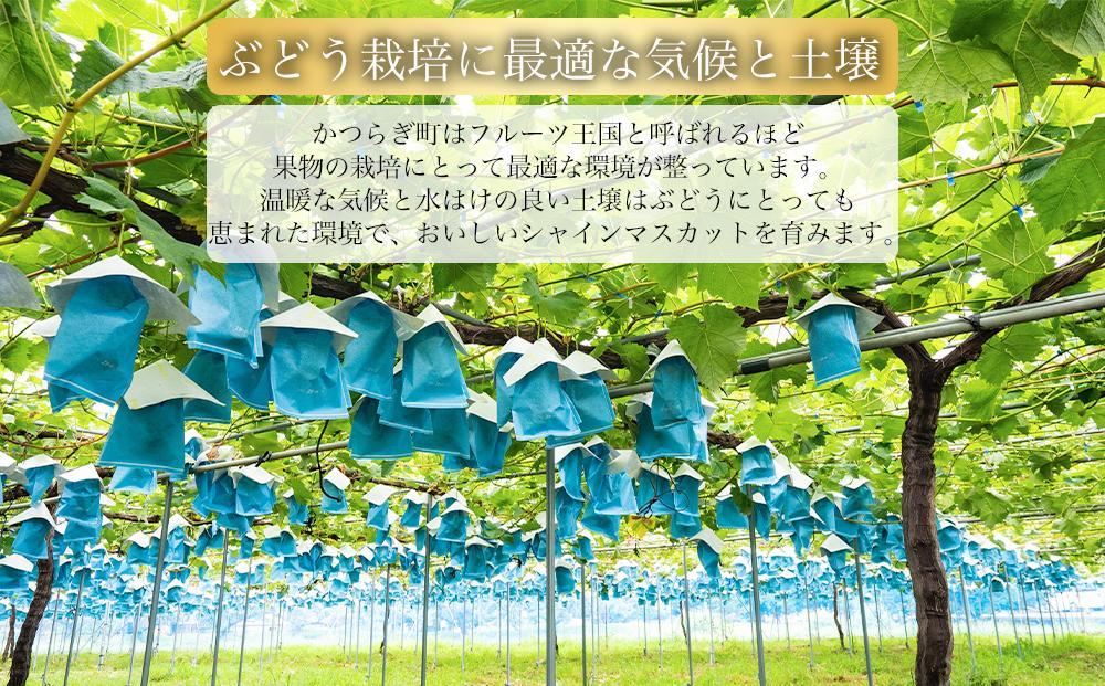 シャインマスカット 1～3房 ぶどう 和歌山産 【大人気】 ★8月上旬から発送★【KF11】