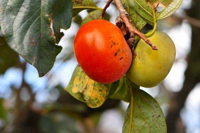 和歌山 の 富有柿 約7.5kg (ご家庭用)（fr-04）【秋の美味】【先行予約】【訳あり】