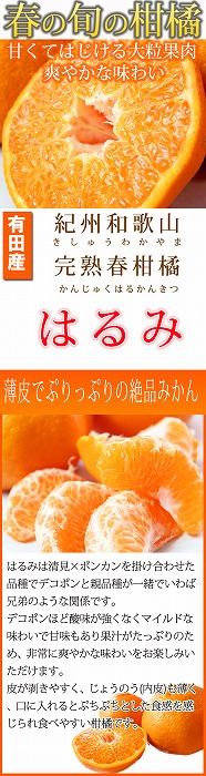 果肉ぷりぷり!完熟はるみ　５ｋｇ【2026年2月中旬頃～2026年2月下旬頃に順次発送】【UT22】