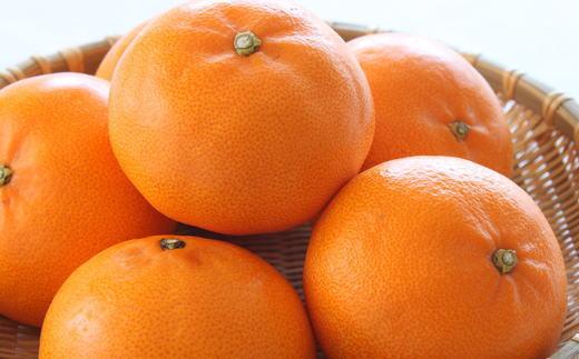 一度は食べていただきたい「有田産のせとか」約4～5kg（サイズおまかせ）★2026年2月中旬頃より順次発送［TM138］