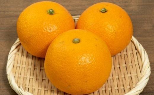 ［希少品］和歌山県産紅八朔約5kg（サイズ混合）★2026年１月下旬頃より順次発送［先行予約］［TM88］