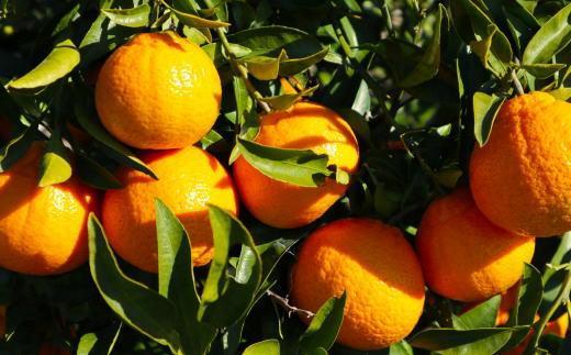 和歌山県産不知火約5kg（12玉～20玉おまかせ）2L～5Lサイズ★2026年2月下旬頃より順次発送［TM131］