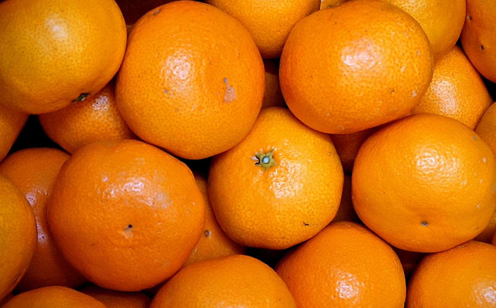 有田の旬の食べごろみかん約10kg（サイズ混合）（秀・優品混合）★2026年11月下旬頃より順次発送 ［TM227］