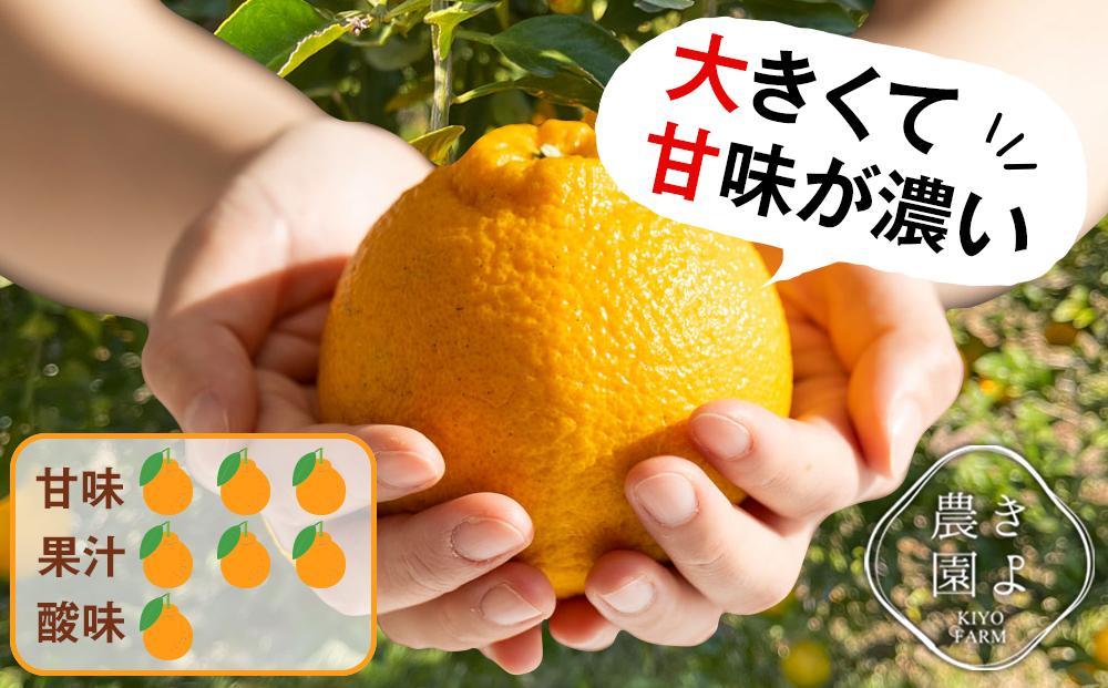 不知火 希少な樹上完熟！ 秀品大玉 6個入 (約2kg)　【2026年2月下旬頃～4月中旬頃まで発送】【KT2】