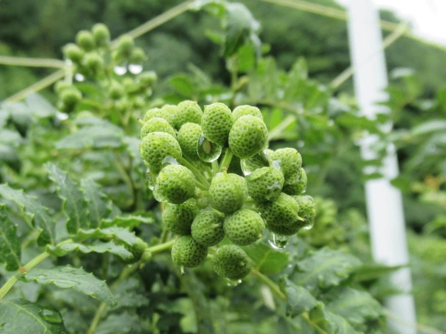 粉山椒・ゆず一味缶の詰合せ