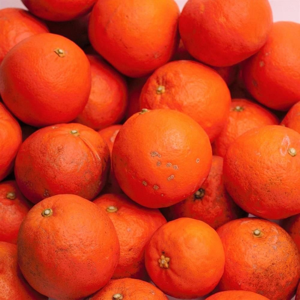 ［先行予約］家庭用 セミノールオレンジ5kg+250g（傷み補償分）［春みかん］［訳あり］［光センサー食べ頃出荷］［IKE152］