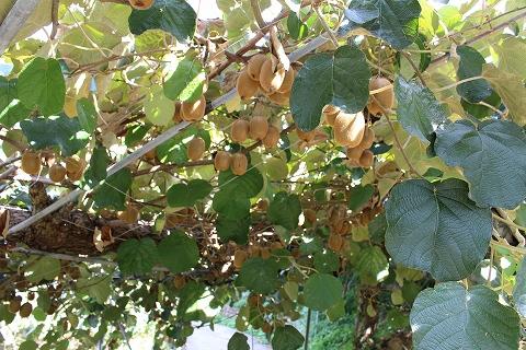 和歌山の太陽のめぐみたっぷり　キウイフルーツ(約３.５kg)★11月下旬～12月上旬発送★