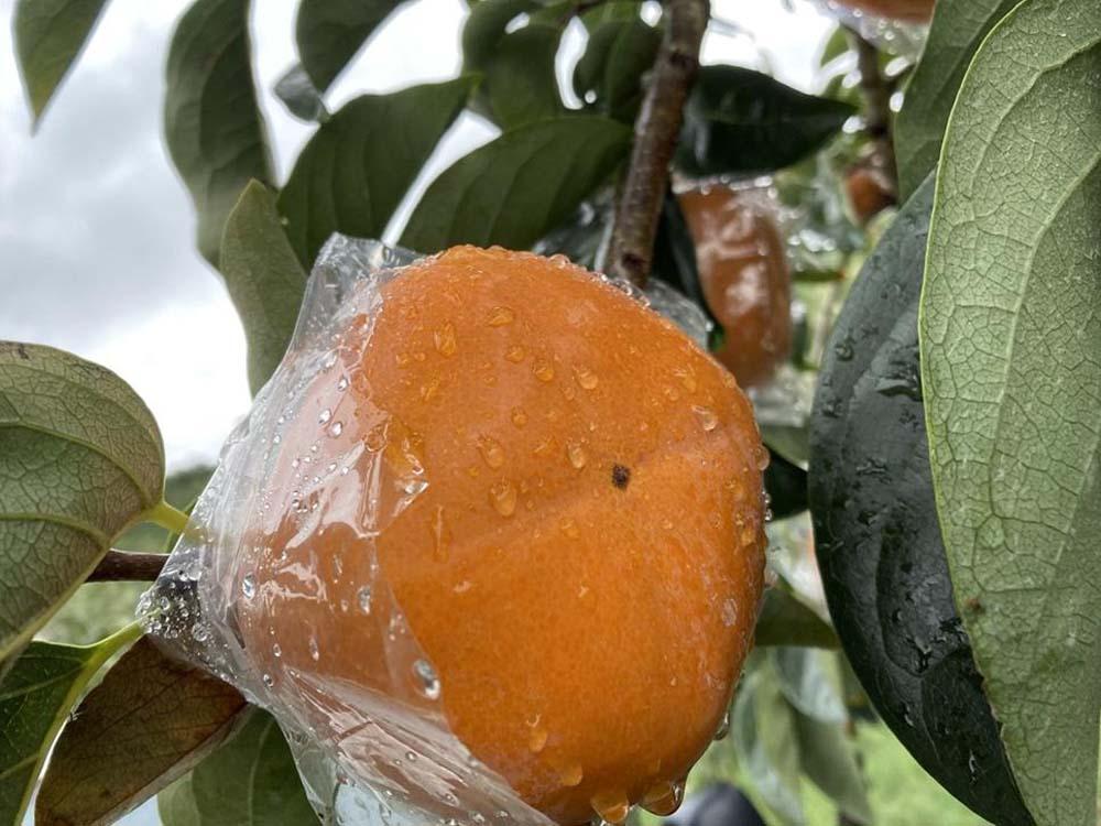 黒くて甘い 紀の川柿 4kg ★和歌山県オリジナル★［KF04］