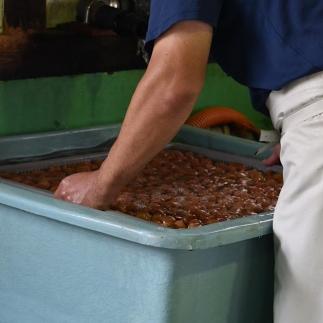 紀州南高梅 うす味梅 500g ご家庭用 【US32】