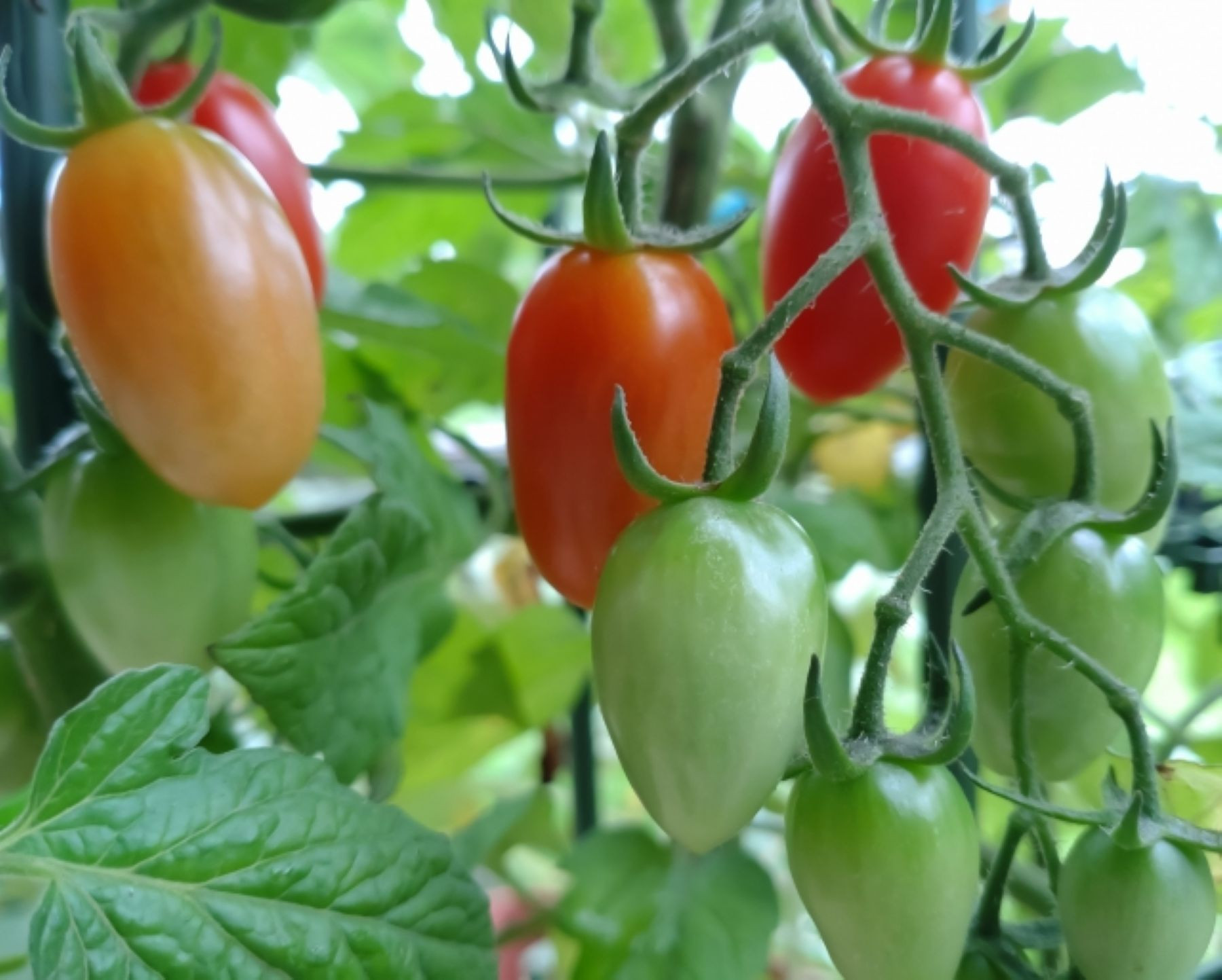 【3月発送】ミニトマトアイコ(松トマト) 約2kg（S・M・Lサイズおまかせ）