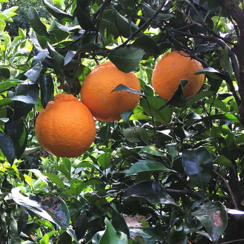 有田育ちの濃厚不知火(ご家庭用) 約7.5kg［先行予約］［MS42］