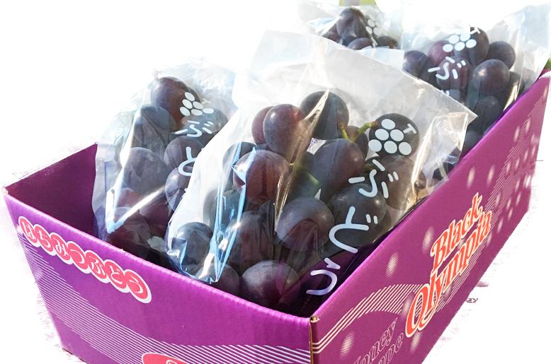紀州有田産 ブラックオリンピア (ハチミツぶどう) 約2kg［2026年8月中旬以降発送予定］［UT107］