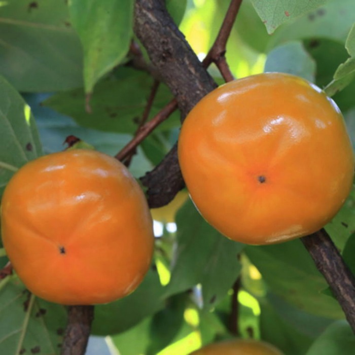 和歌山産たねなし柿（サイズおまかせ）約7.5kg・秀品★2025年10月頃より順次発送［TM10］