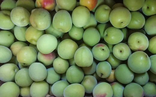 ［和歌山名産］南高梅約5kg（サイズ混合）★2026年６月より順次発送［TM176］