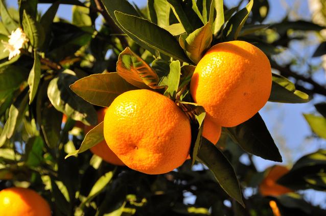 【訳あり】和歌山下津みかん約5kgご家庭用向け(サイズ混合) ★2025年11月中旬頃より順次発送［TM77］