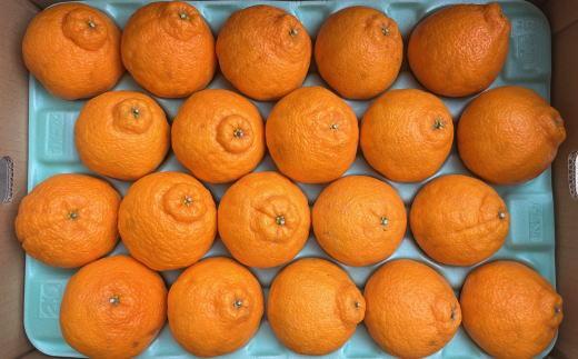 和歌山県産不知火約5kg（18玉～24玉おまかせ）L～3Lサイズ★2026年2月下旬頃より順次発送［TM159］