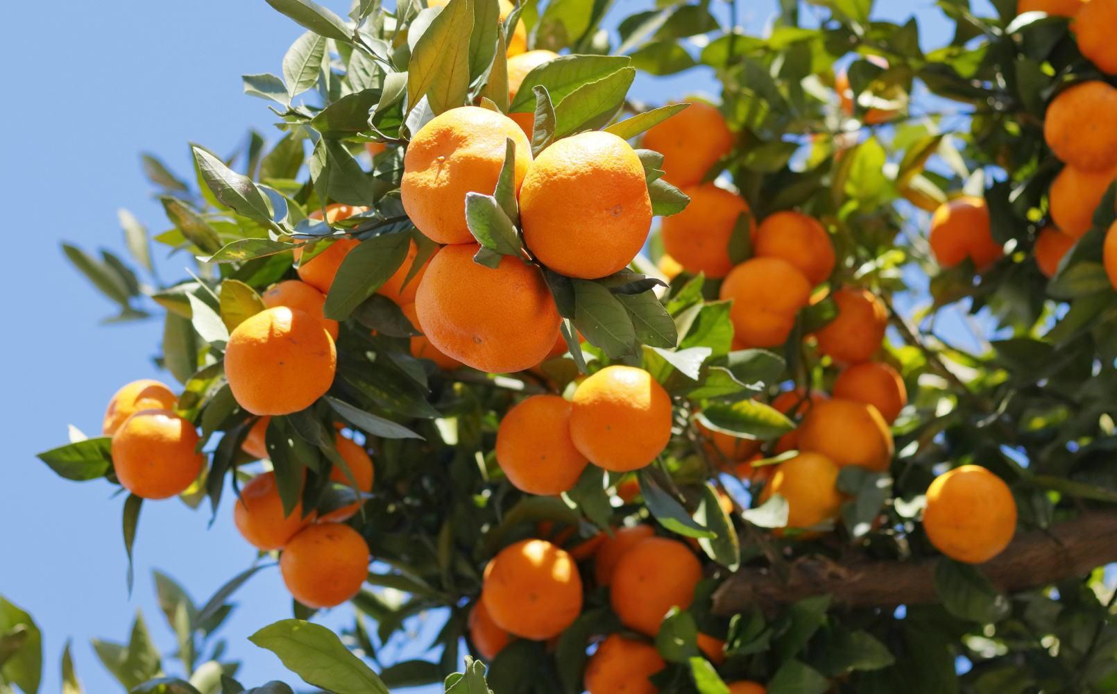 [秀品]和歌山有田みかん約3kg（S～Lサイズ混合）★2025年11月中旬頃より順次発送【TM96】