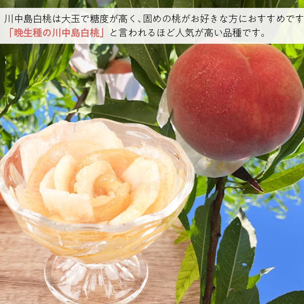 先行予約！［モモ］川中島白桃　約2kg 6～8個入［2026年7月末頃から順次発送］［秀品］こだわり農家厳選 ［KG13］