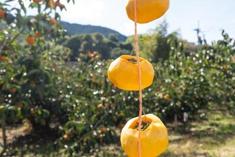 吊るし柿用たね無渋柿T軸又はクリップ付紐付約4.5～5kg　約24～30個＜2026年10月中旬～11月上旬ごろ順次発送＞【ART13】