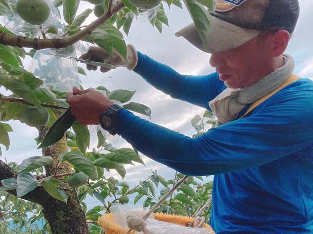 黒くて甘い 紀の川柿 4kg ★和歌山県オリジナル★［KF04］