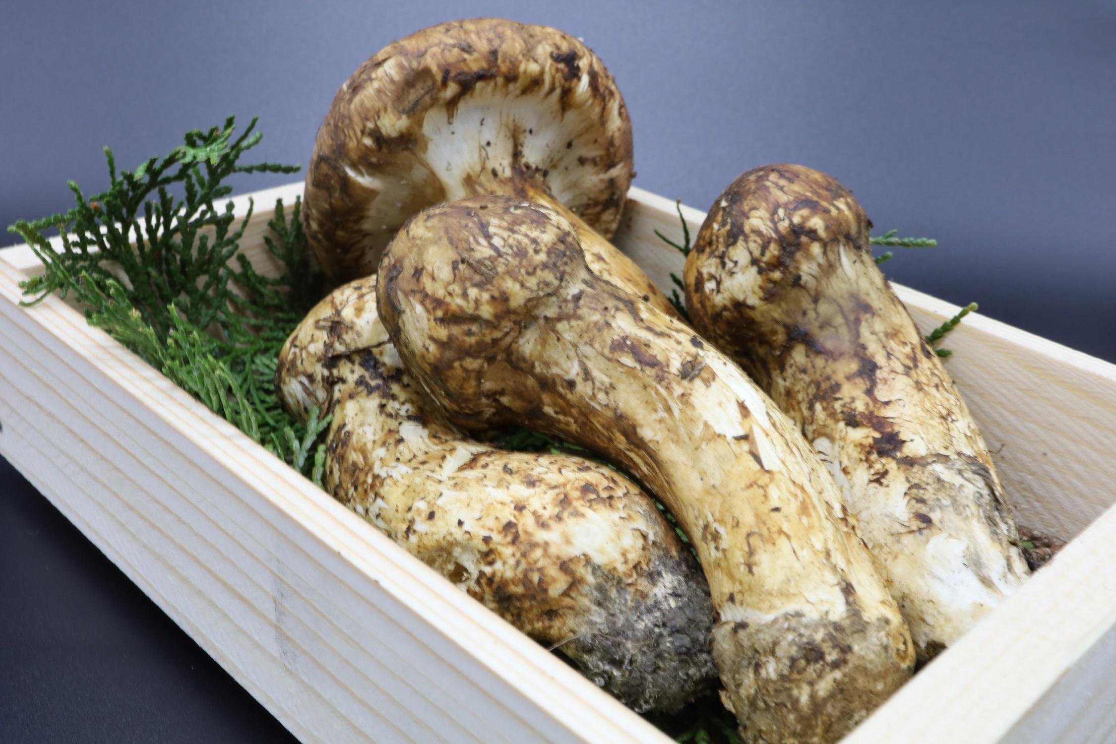 和歌山県産 香り高く希少な国産 松茸 約200g【2026年10月中旬頃より順次発送】【OKT1】