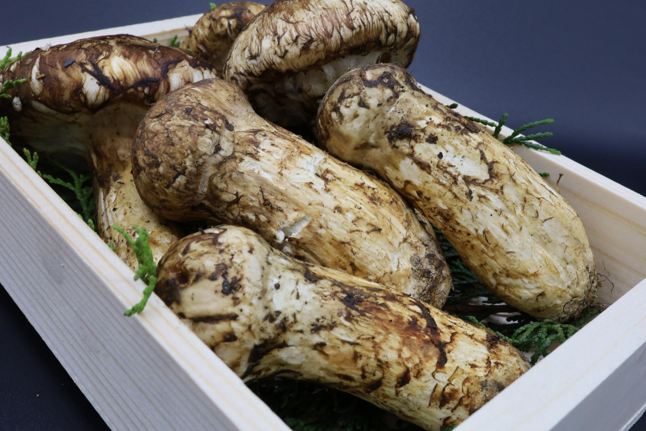 和歌山県産 香り高く希少な国産 松茸 約300g【2026年10月中旬頃より順次発送】【OKT2】