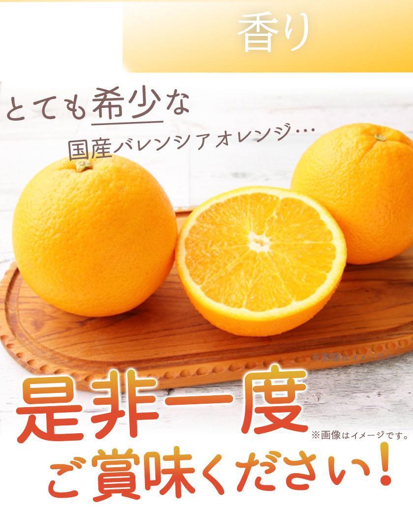 希少な国産バレンシアオレンジ 7kg［ご家庭用訳あり］［2026年6月下旬頃～2026年7月上旬頃に順次発送］［UT77］