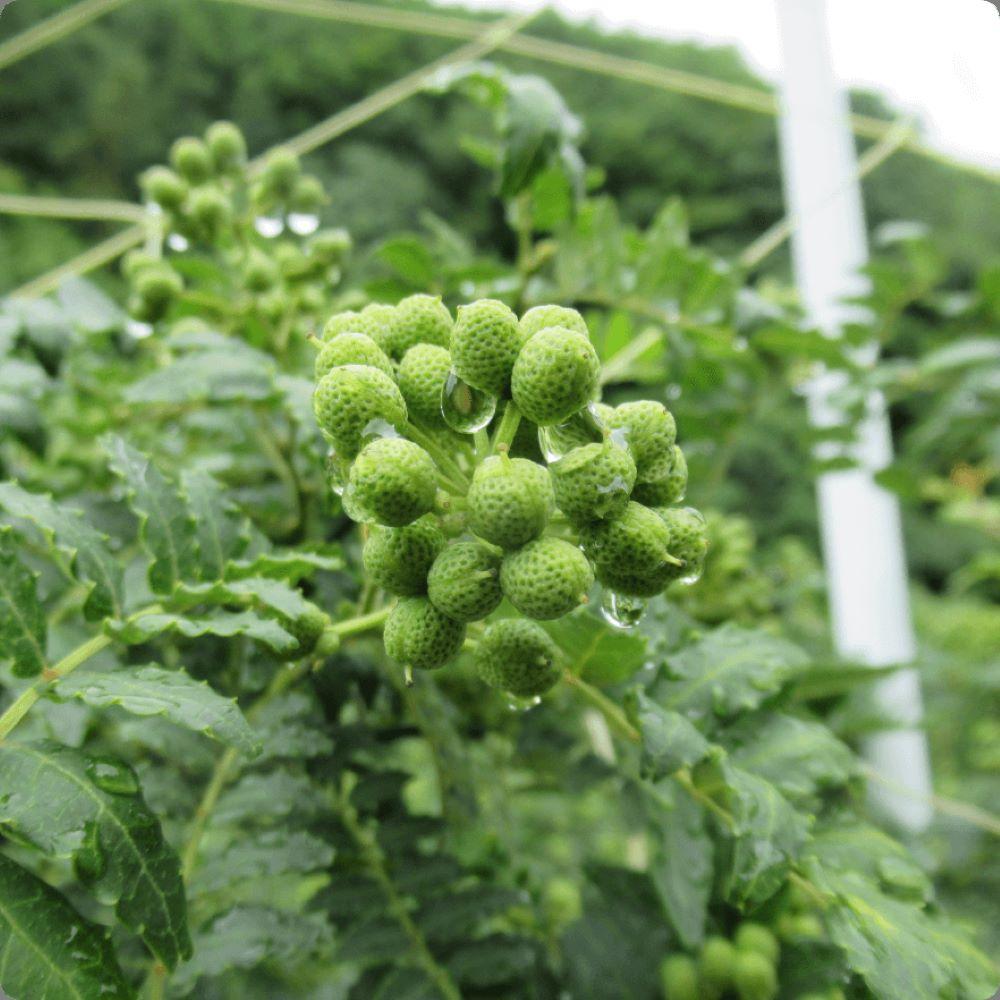 粉山椒・ゆず一味缶の詰合せ