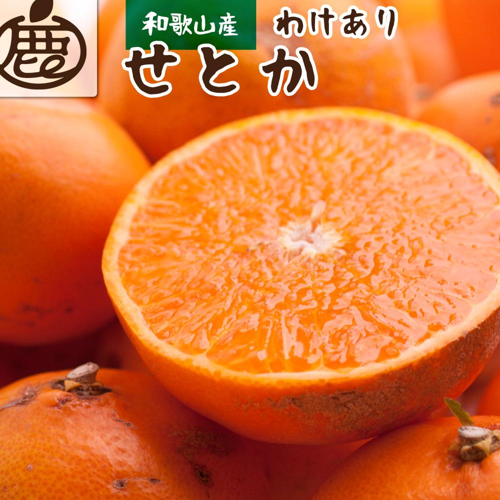 ［先行予約］家庭用 せとか2.5kg+250g（傷み補償分）［柑橘・春みかんの王様］［わけあり・訳あり］［光センサー選果・食べ頃出荷］［IKE62］