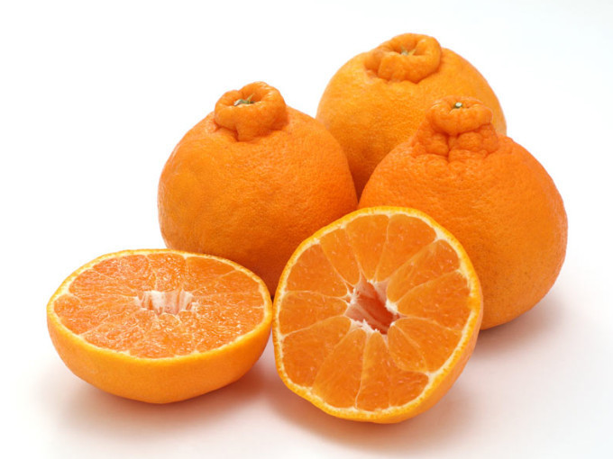 訳あり 森本農園の手選別 不知火 約4.5kg 和歌山県産  サイズ混合［北海道・沖縄・離島配送不可］［RN139］