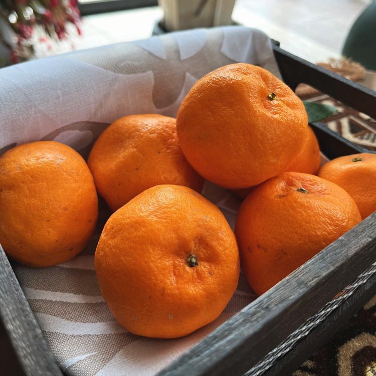 特選 完熟 ポンカン 約3kg［先行予約］［MS49］