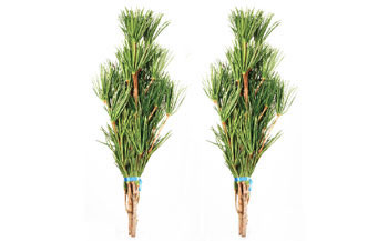 ◇高野槇　２尺２本くくり２束