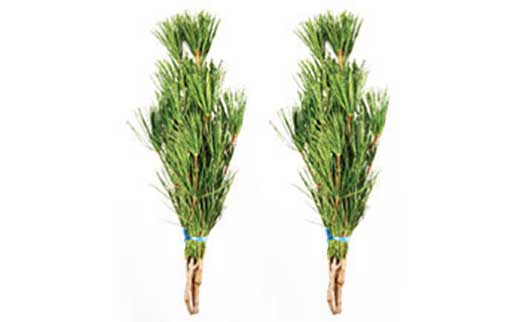 ◇高野槇　２尺３本くくり２束