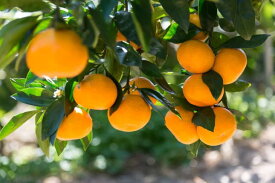 ZD7013_【2026年先行予約】【秀品】和歌山 有田みかん 5kg（2S