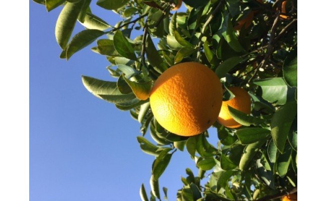 ZE6073n_【2026年先行予約】有田の八朔 (はっさく) 10kg（Sサイ