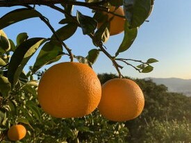 ZE6076n_【2026年先行予約】有田の八朔 (はっさく) 10kg（2Lサイ