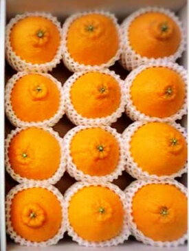 ZE6102n_【2026年先行予約】有田の不知火(しらぬひ)　【化粧箱