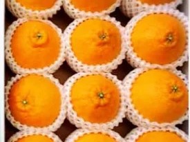 ZE6104n_【2026年先行予約】有田の不知火(しらぬひ）【化粧箱