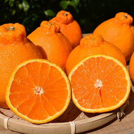 ZE6111n_【2026年先行予約】有田の不知火(しらぬひ)　6玉×2箱