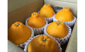 ZE6112n_【2026年先行予約】有田の不知火(しらぬひ)　6玉× 3箱