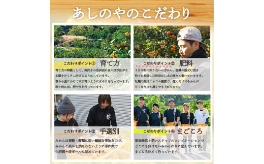 ZE6151n_【2026年先行予約】有田の八朔 (はっさく) 10kg (S～Mサ