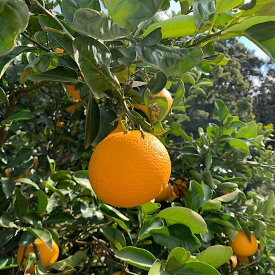 ZE6167n_【2026年先行予約】有田の八朔 (はっさく)【訳あり　