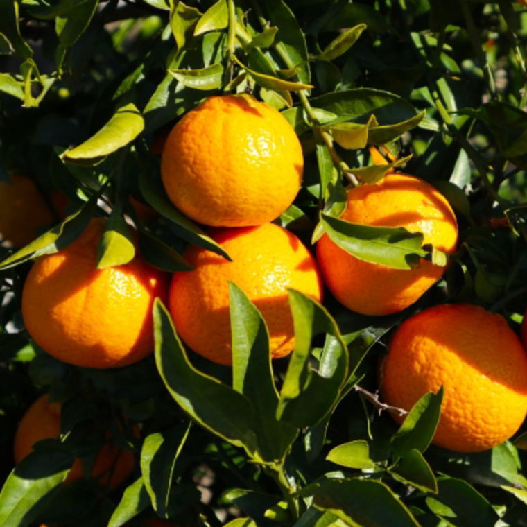 ZD6117n_【2026年先行予約】【濃厚】有田の 不知火 約5kg（12玉