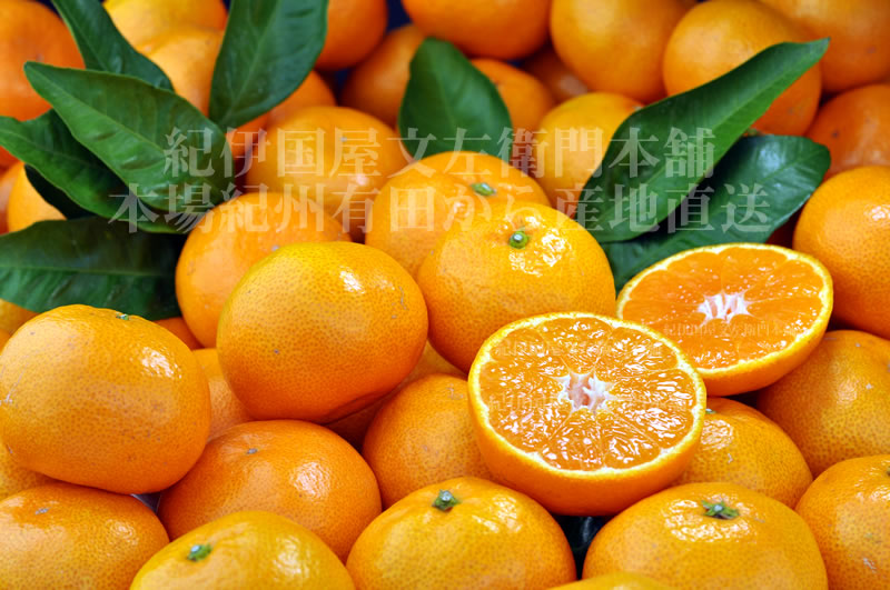 V7443_田村みかん／特選ギフト品10kg【Mサイズ】赤秀