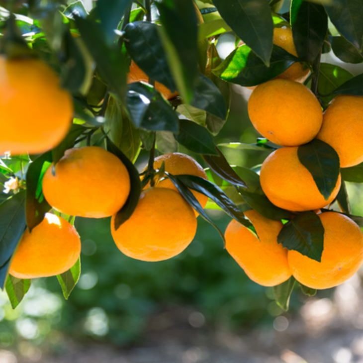 ZD7017_【2026年先行予約】【厳選】和歌山有田みかん 3kg(S～L