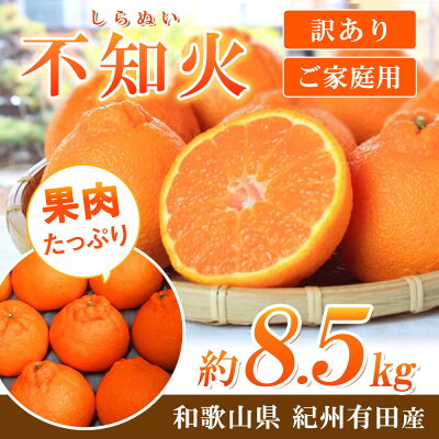 G7359_【2026年先行予約】紀州有田産 不知火 (しらぬい)【家庭