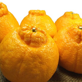 V7412_デコ 不知火 約5kg 和歌山県有田産 春みかん (果実サイ